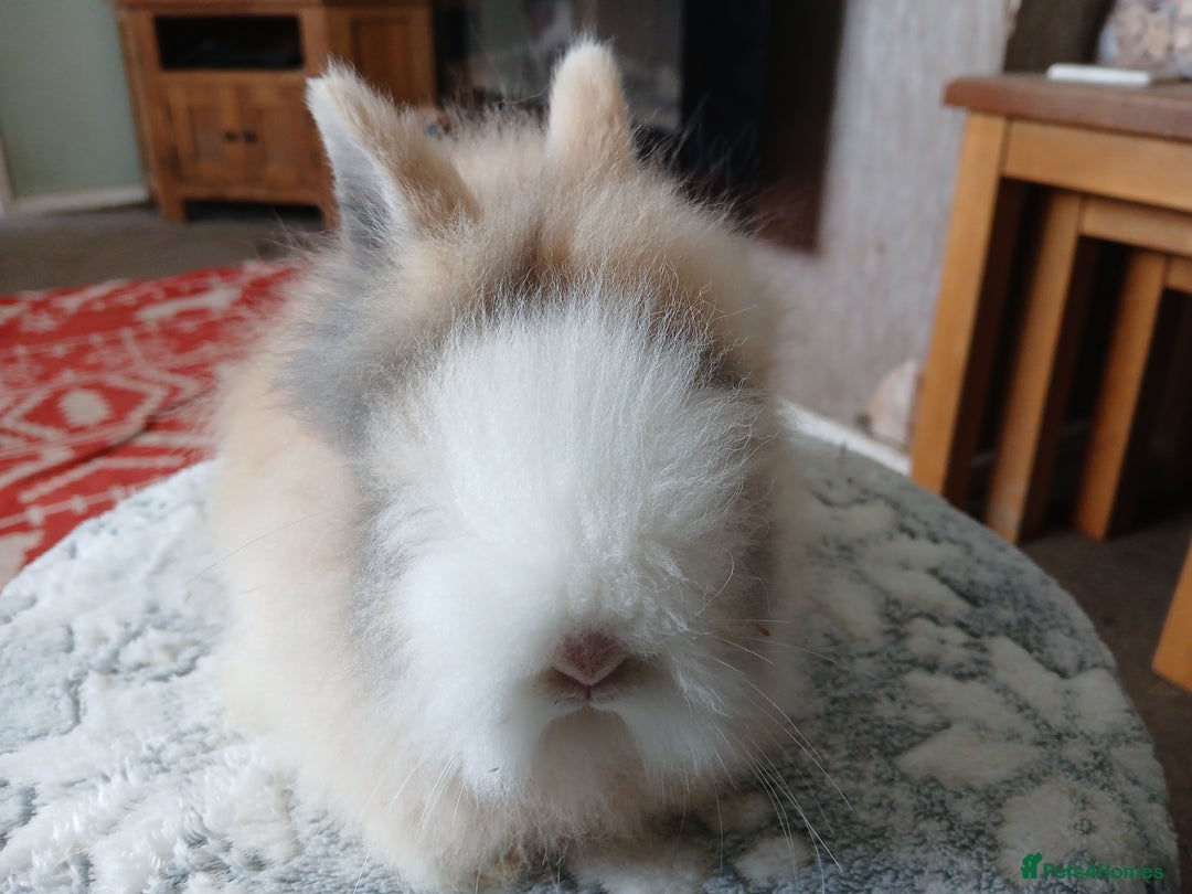 Lionhead rabbits for sale: Stunning DM Lionhead baby rabbits  - Advert 4
