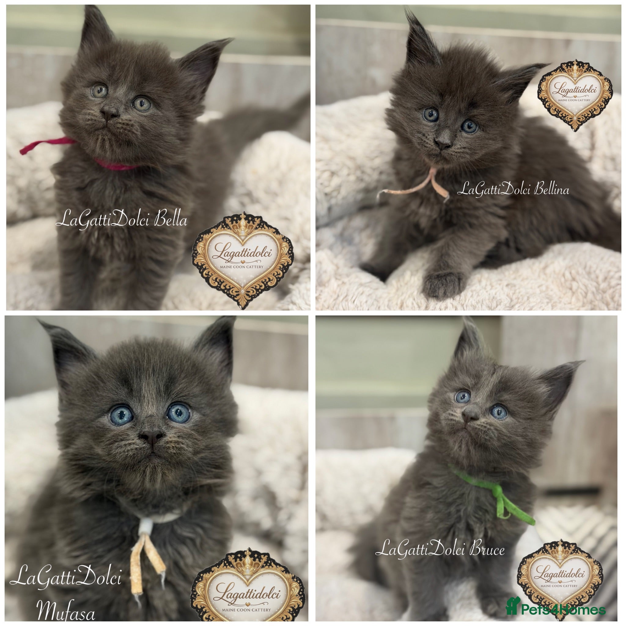 Maine Coon cats 🏆⭐️XXL Blue Maine Coons - Champion Lines⭐️🏆 - Advert 1