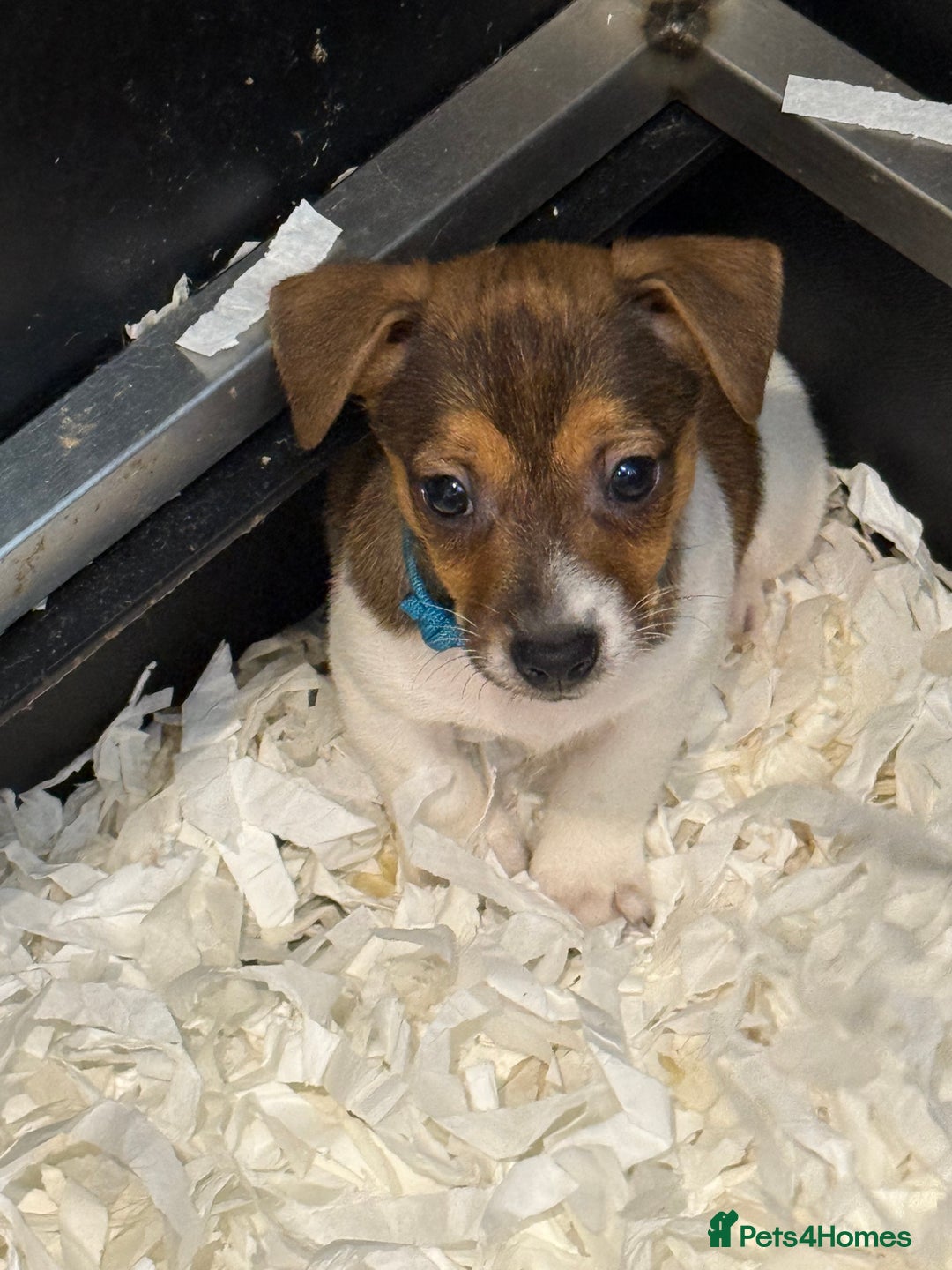Jack Russell dogs for sale: Jack Russell puppies  - Image 10
