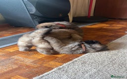Chow Chow dogs for sale: Puppies looking for new home - Image 4
