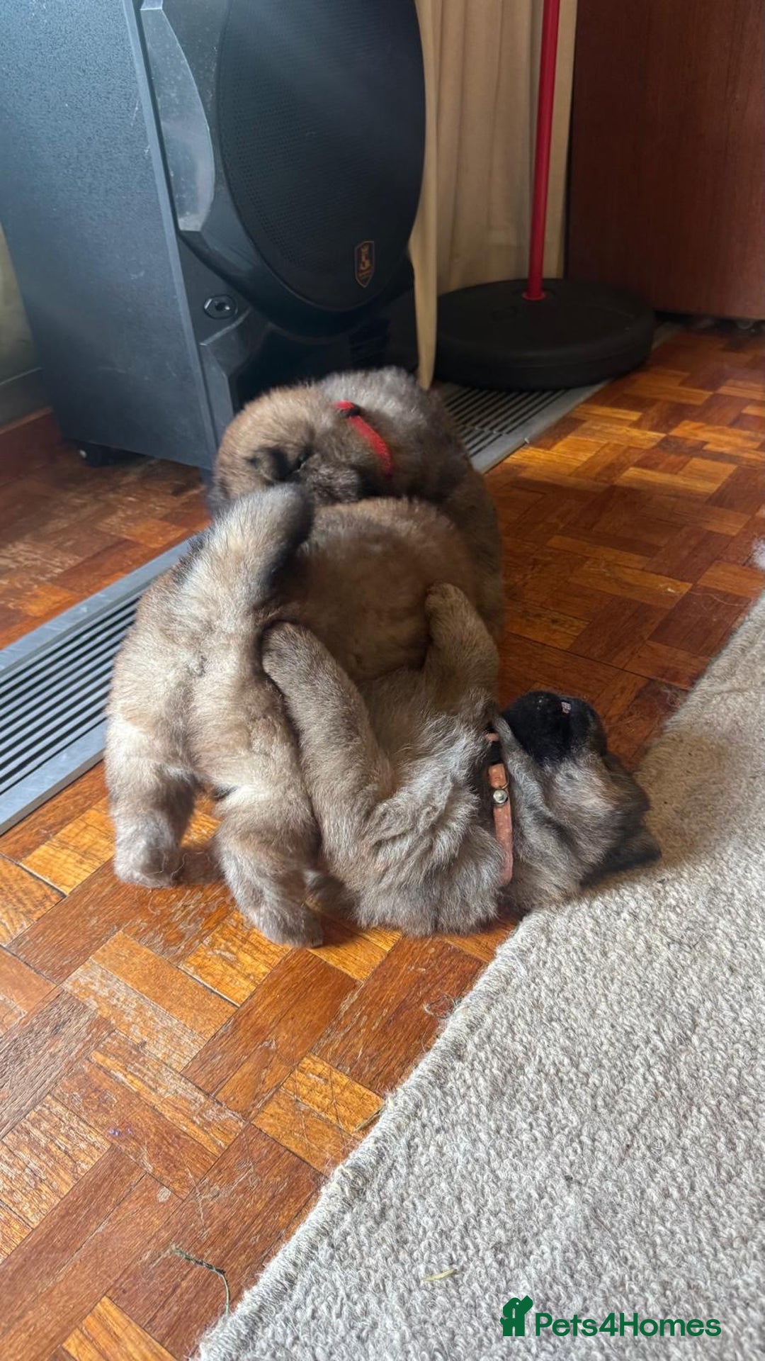 Chow Chow dogs for sale: Puppies looking for new home - Image 4