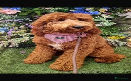 Irish Doodle dogs for sale: Irish Doodle Standard - Image 7