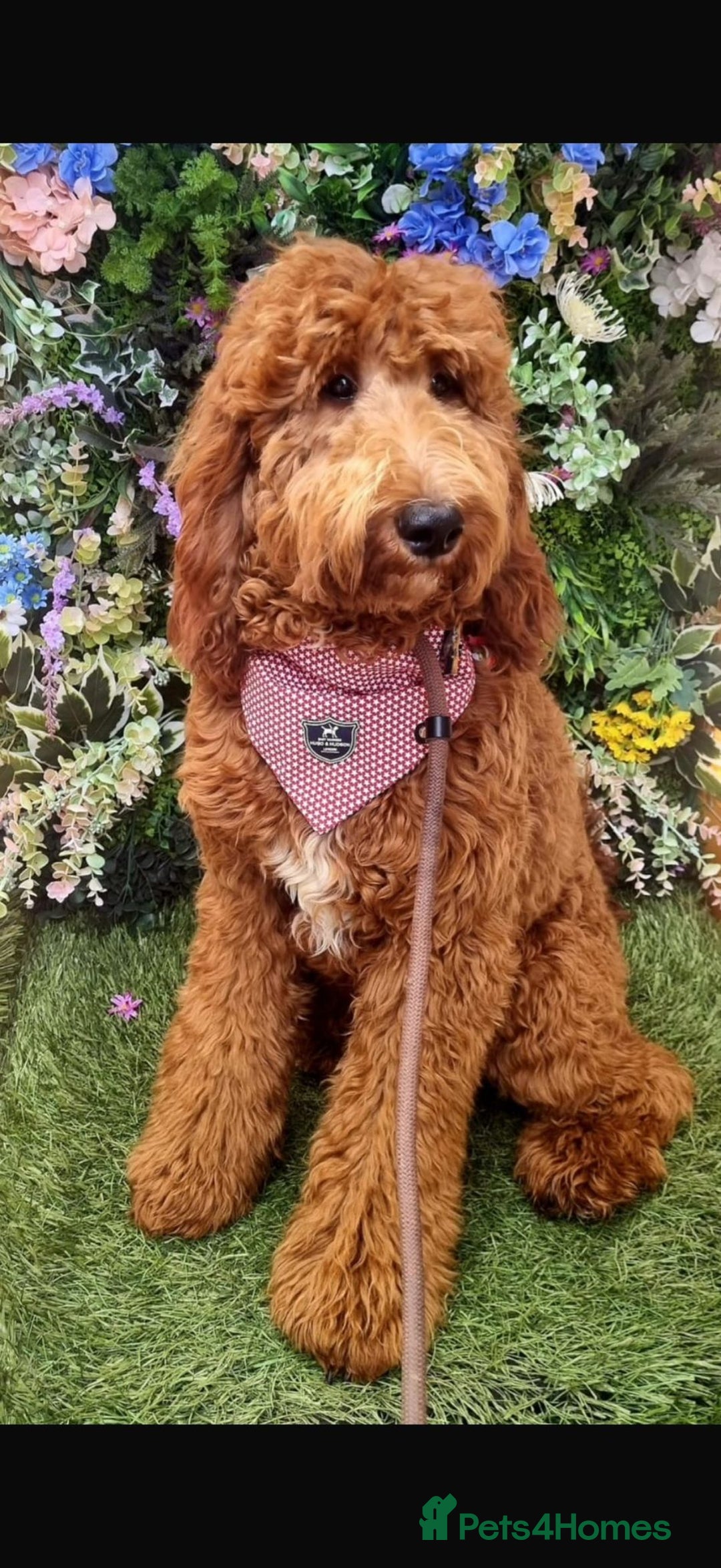 Irish Doodle dogs for sale: Irish Doodle Standard - Image 7