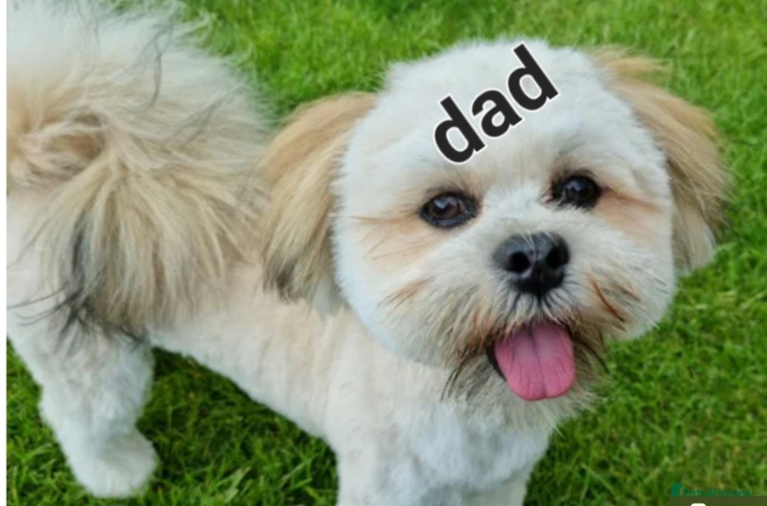 Lhasa Apso dogs for sale: Register intrest now Lhasa apso pups due 22nd Nov - Image 3