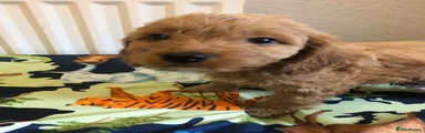 Cockapoo 4
