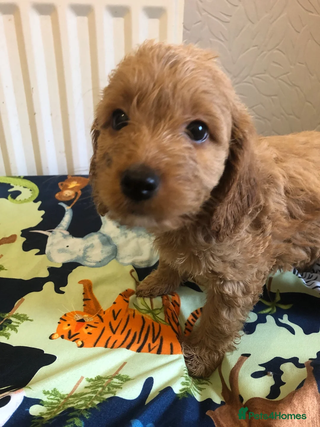 Cockapoo dogs for sale: Cockapoo in Ashford - Advert 6