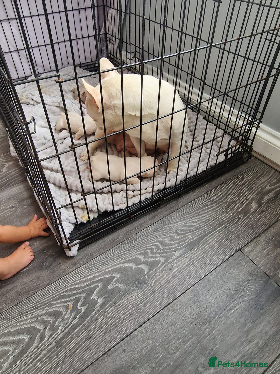 French Bulldog dogs for sale: French Bulldog puppies 🐶🩷🩷 - Image 5