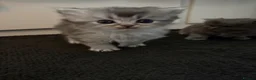 Persian cats for sale: British Persians  - Advert 8