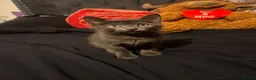 American Shorthair cats for sale: Cute American Shorthair tabbys - Advert 4