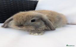 Mini Lop rabbits for sale: ❤️ Cute baby Mini Lop baby rabbits boys girls! ❤️ - Image 6