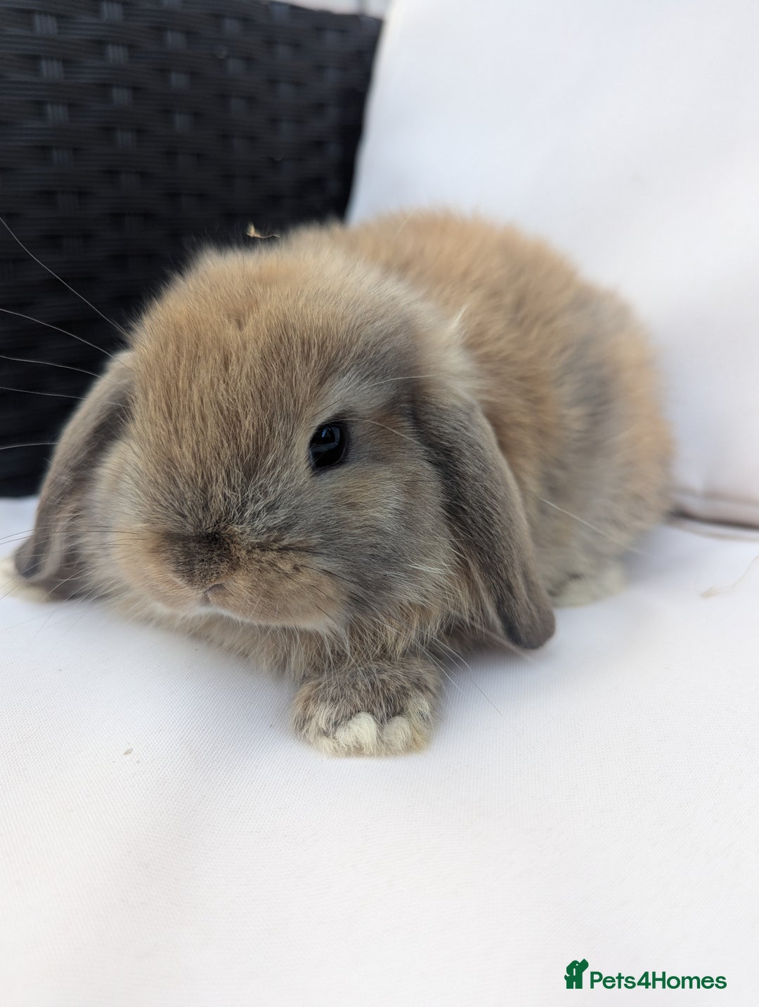Mini Lop rabbits for sale: ❤️ Cute baby Mini Lop baby rabbits boys girls! ❤️ - Image 6