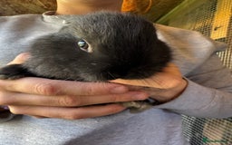 Mini Lop rabbits for sale: Mini lops - Image 2
