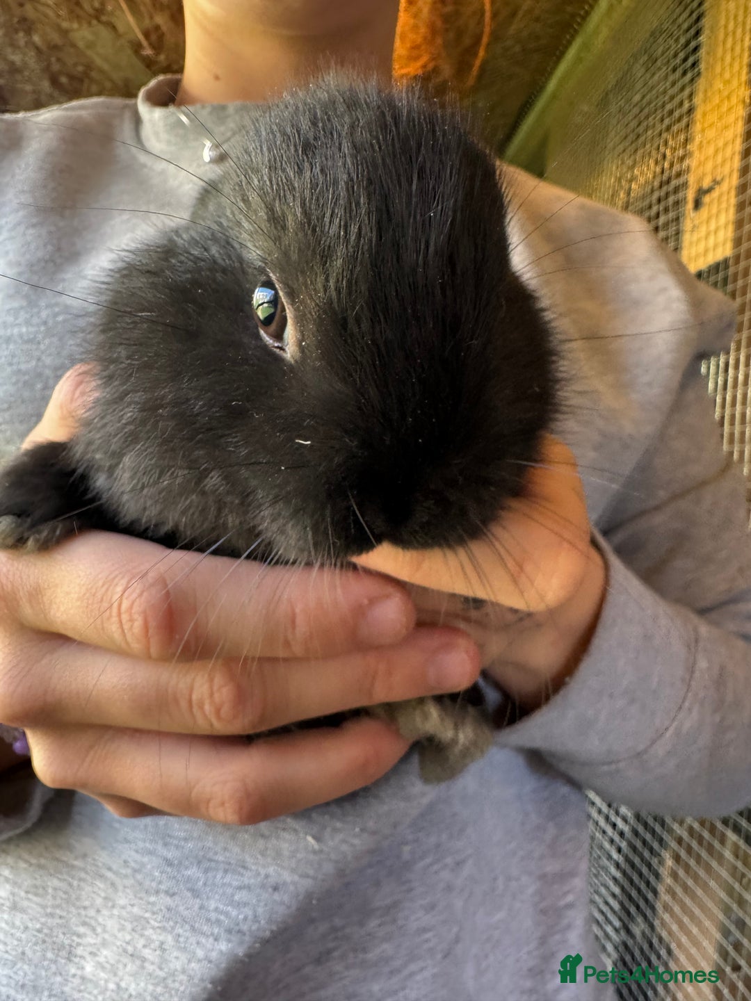 Mini Lop rabbits for sale: Mini lops - Image 2