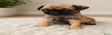 Pug 3
