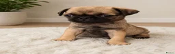 Pug dogs for sale: Stunning pug puppies available  in Nottingham - Advert 7