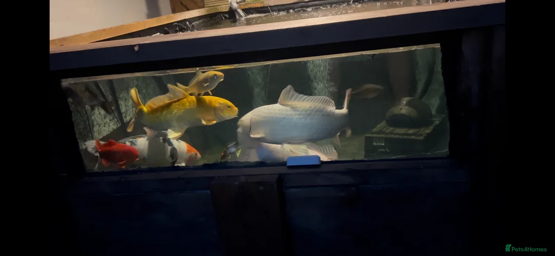 Koi Carp fish for sale: Koi carp  - Advert 7