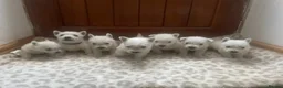 West Highland Terrier dogs for sale: West highland terrier puppies - Advert 3