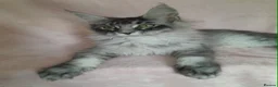 Maine Coon cats for sale: black smoke/polydactyl maine coonTICA kittens - Advert 12