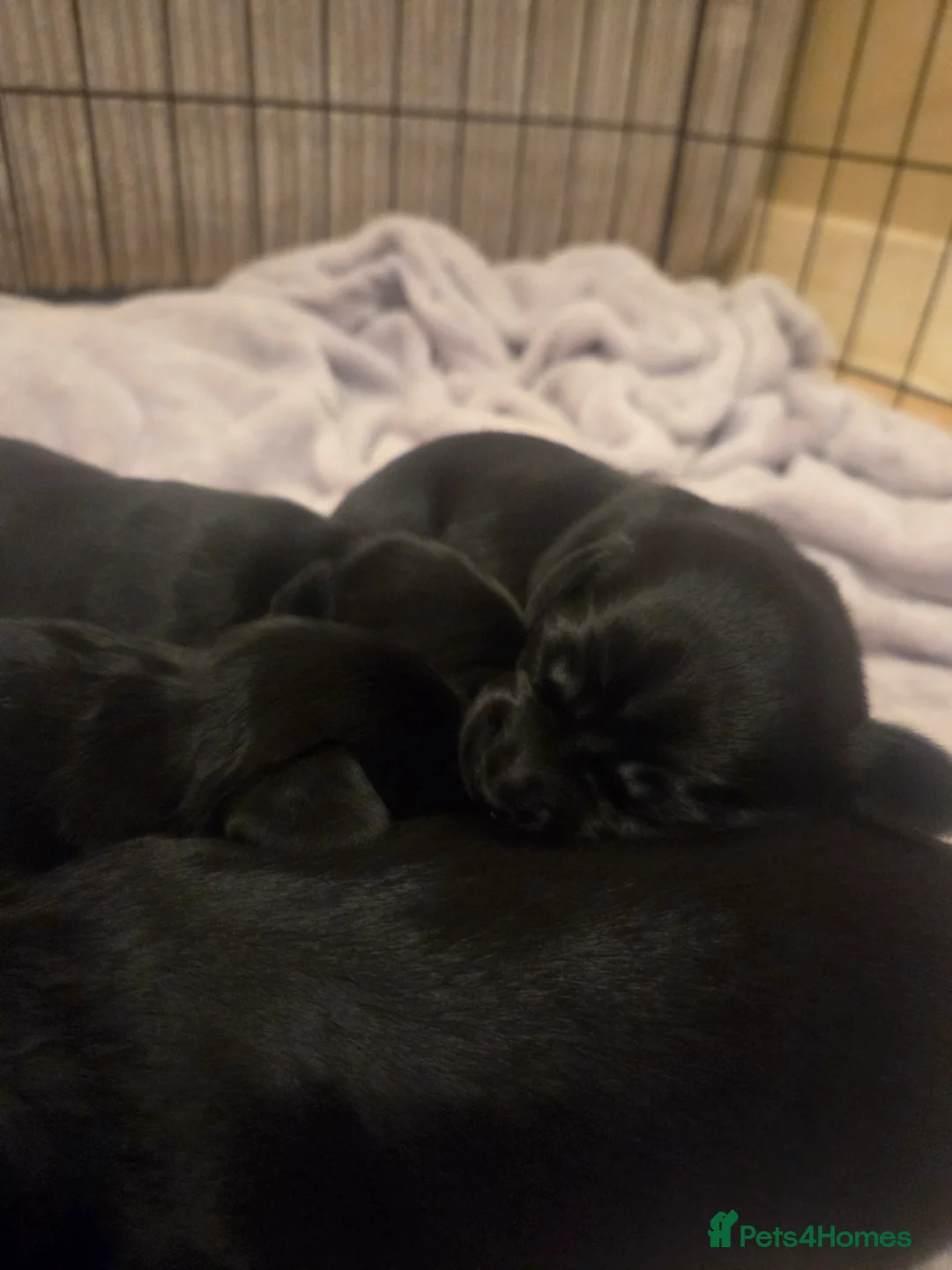 Mixed Breed dogs for sale: Docker cocker spaniel x miniature dachshund - Advert 2