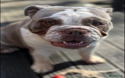 English Bulldog dogs for sale: English bulldog puppies due September 1st - Image 2