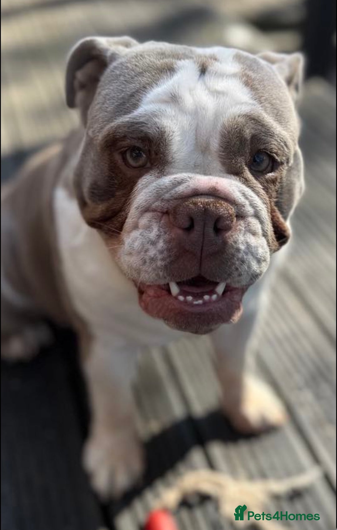 English Bulldog dogs for sale: English bulldog puppies due September 1st - Image 2