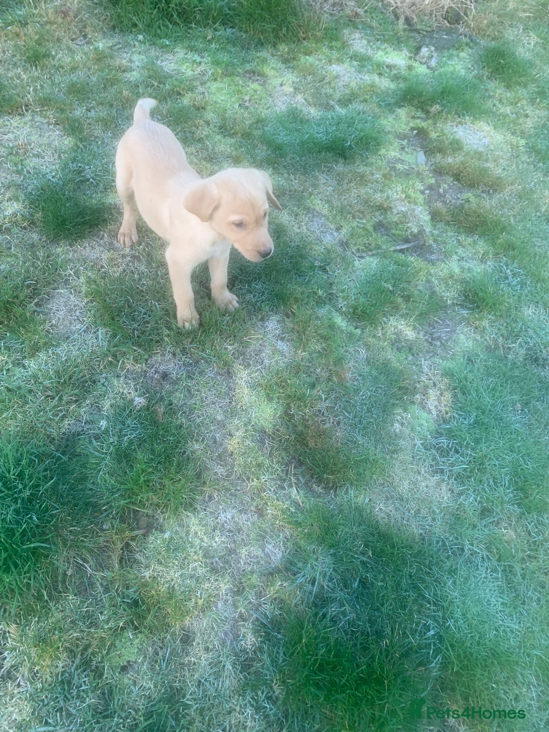 Labrador Retriever dogs for sale: Stunning litter of 9 pups - Advert 23