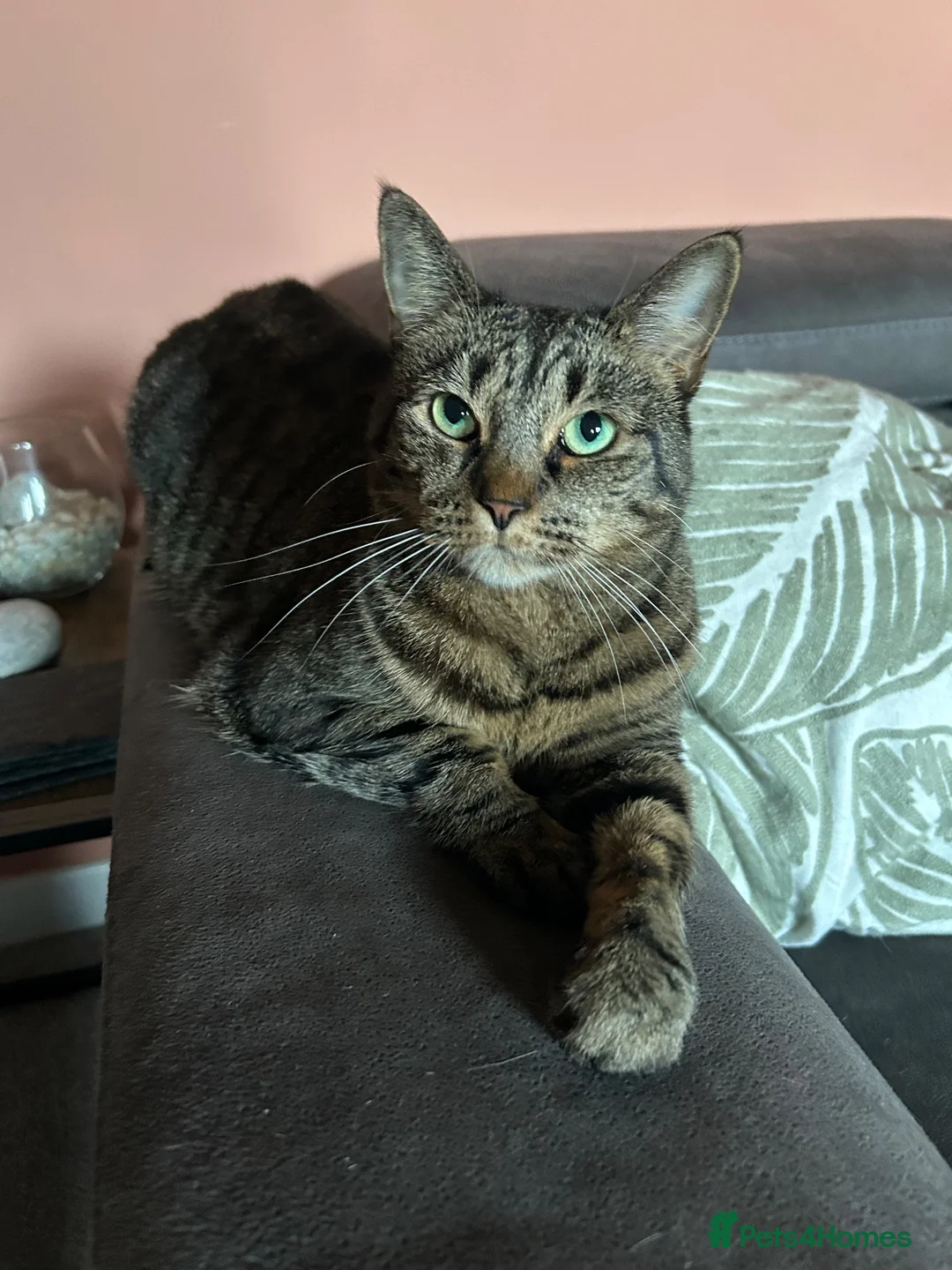 British Shorthair cats for sale: Lila – Sweet 7‑Year‑Old Indoor Cat in Nottingham - Advert 1