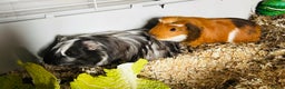 Guinea Pig rodents for sale: Two baby male guinea pigs and cage  - Advert 1