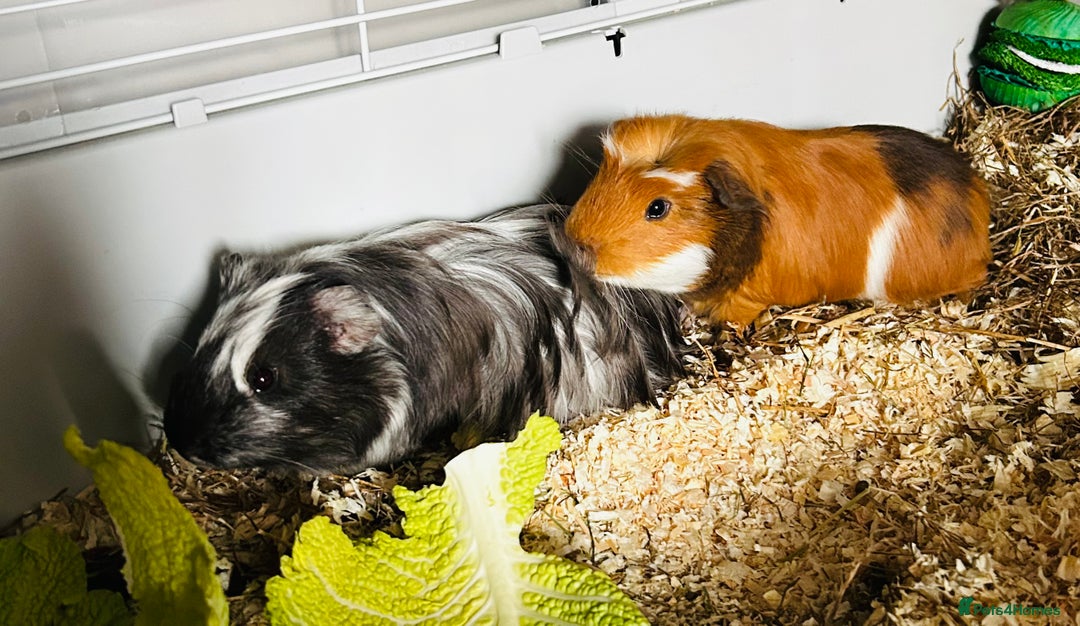 Guinea Pig rodents for sale: Two baby male guinea pigs and cage  - Advert 1