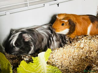 Guinea Pig rodents Two baby male guinea pigs and cage - Advert 2