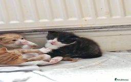 Persian cats for sale: Mixed bread  - Image 4