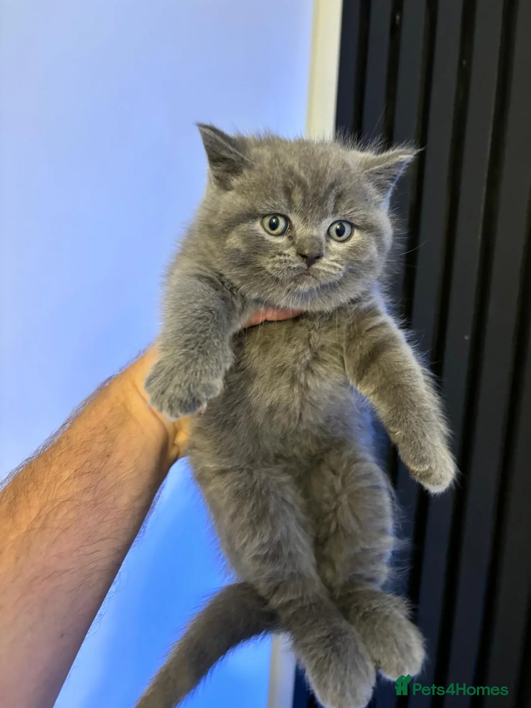British Shorthair cats for sale: Stunning chunky British shorthair kittens  - Advert 1