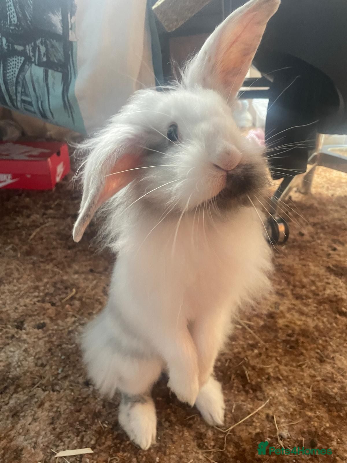 Mixed Breed rabbits Two adorable rabbits for sale - Advert 11