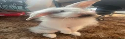 Mixed Breed rabbits for sale: Two adorable rabbits for sale - Advert 1