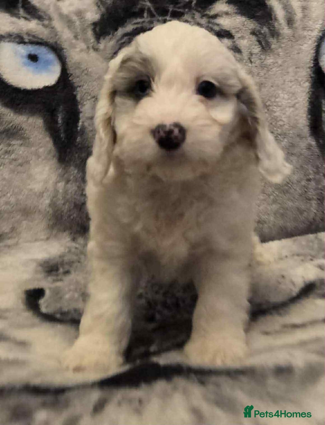 Cockapoo dogs for sale: F1 Merle cockerpoo  - Advert 9