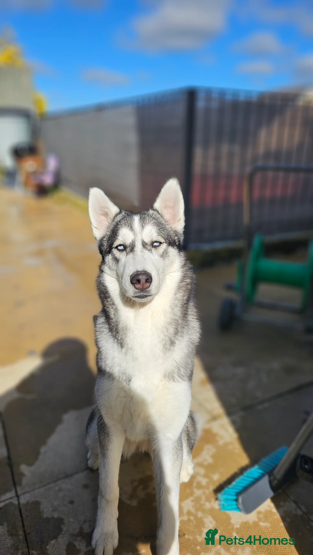 Siberian Husky dogs for sale: Siberian Husky 1 Year Old - Advert 4