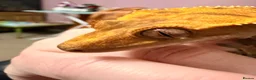 Gecko reptiles for sale: 🦎 Crested Gecko, Full Set-Up Very Tame & Friendly - Advert 5