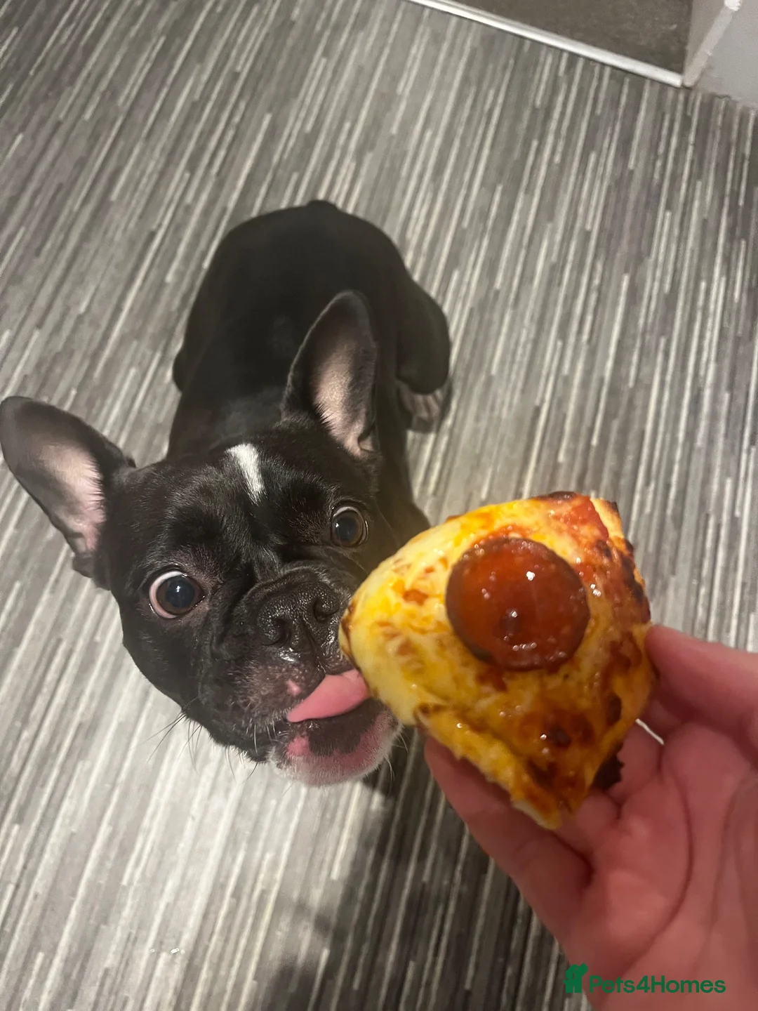 Mixed Breed dogs for sale: Frenchie x staffie female dog  - Advert 4