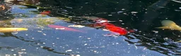 Koi Carp fish for sale: Pond fish in Southampton - Advert 5
