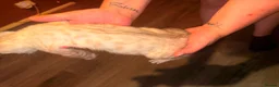 Bengal cats for sale: Silver, Snow Lynx & Brown Rosette Bengals - Advert 8