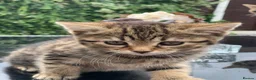 Toyger cats for sale: Tabby kittens  - Advert 6
