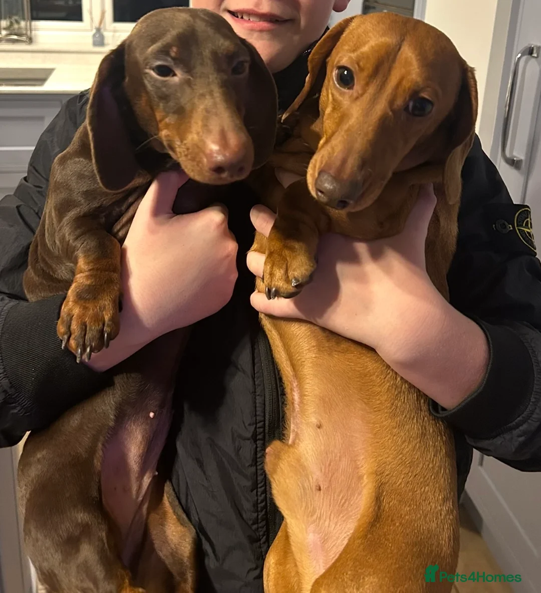 Dachshund dogs for sale: Female chocolate  - Advert 3
