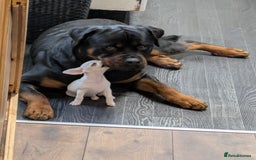 Rottweiler dogs for sale: Stunning Rottweiler pups  - Image 2