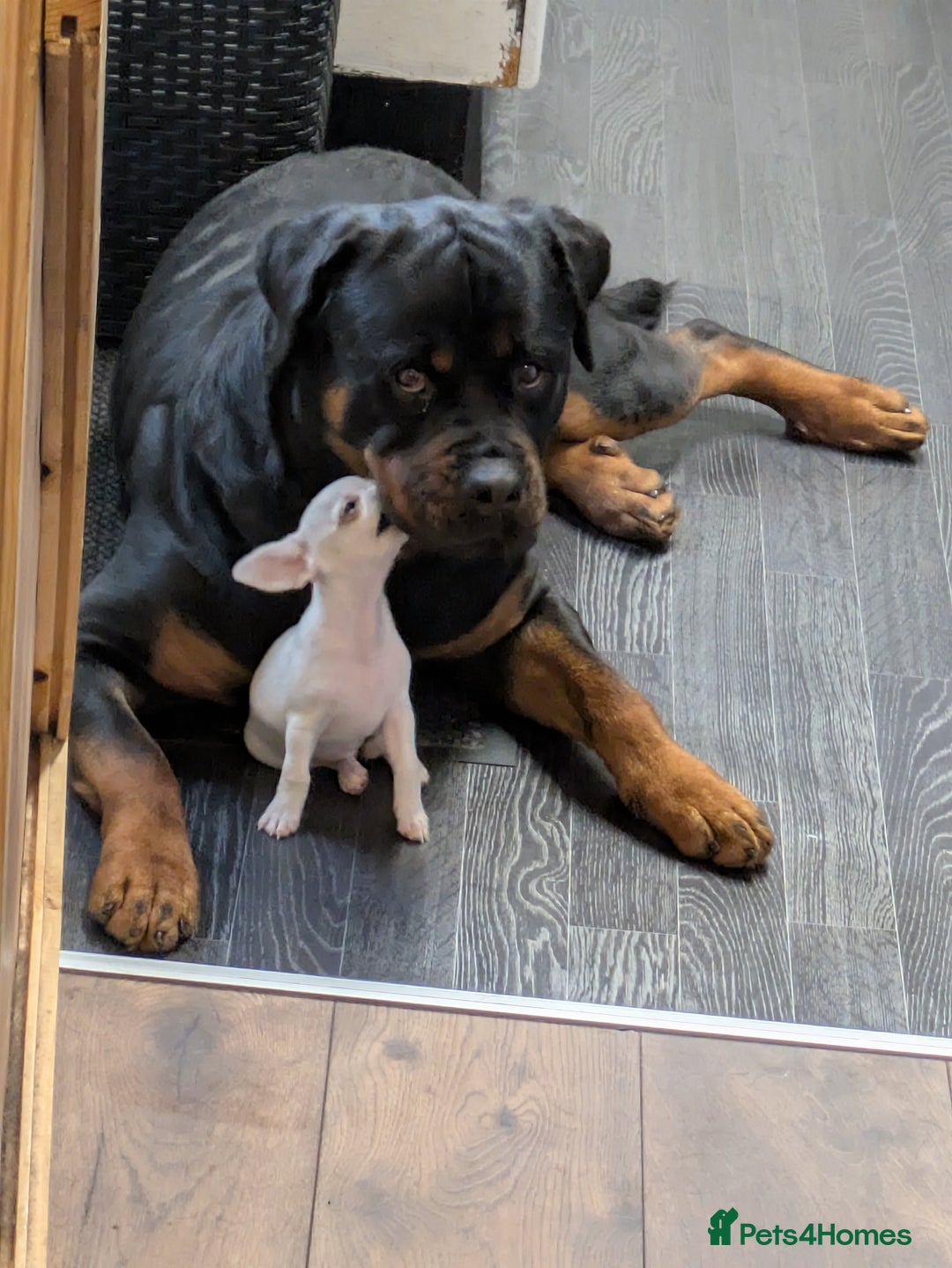 Rottweiler dogs for sale: Stunning Rottweiler pups  - Image 2