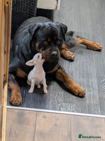 Rottweiler dogs - Advert 7