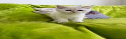 British Longhair cats for sale: Pure Bread British Longhair and Shorthair kittens - Advert 23