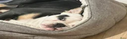 Olde English Bulldogge dogs for sale: Paddy the bull dog - Advert 6