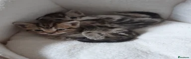 Silver Tabby Female 