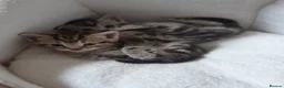 Domestic Shorthair cats for sale: Lovely Litter Of Kittens - Advert 7