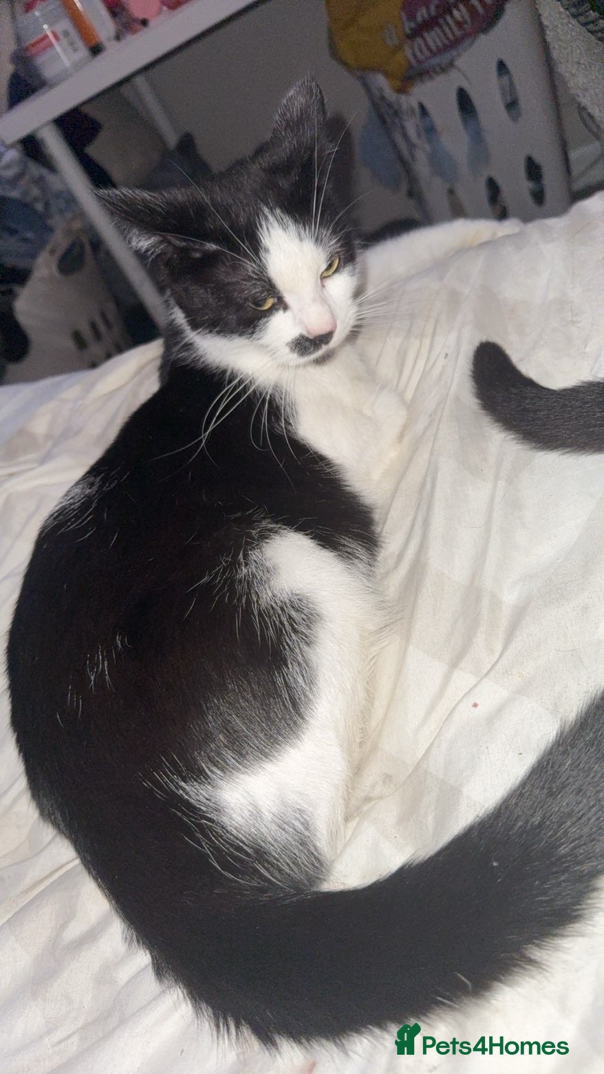Mixed Breed cats 2 females 1 male kittens  - Advert 4